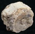 Edmontosaurus Tail Vertebrae Centrum #9883-1